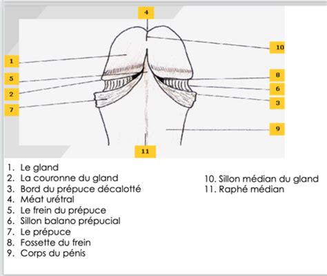 Couronne du gland — Wikipédia